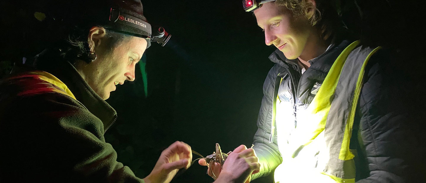 Searching a Remote Island for a Giant Rare Insect
