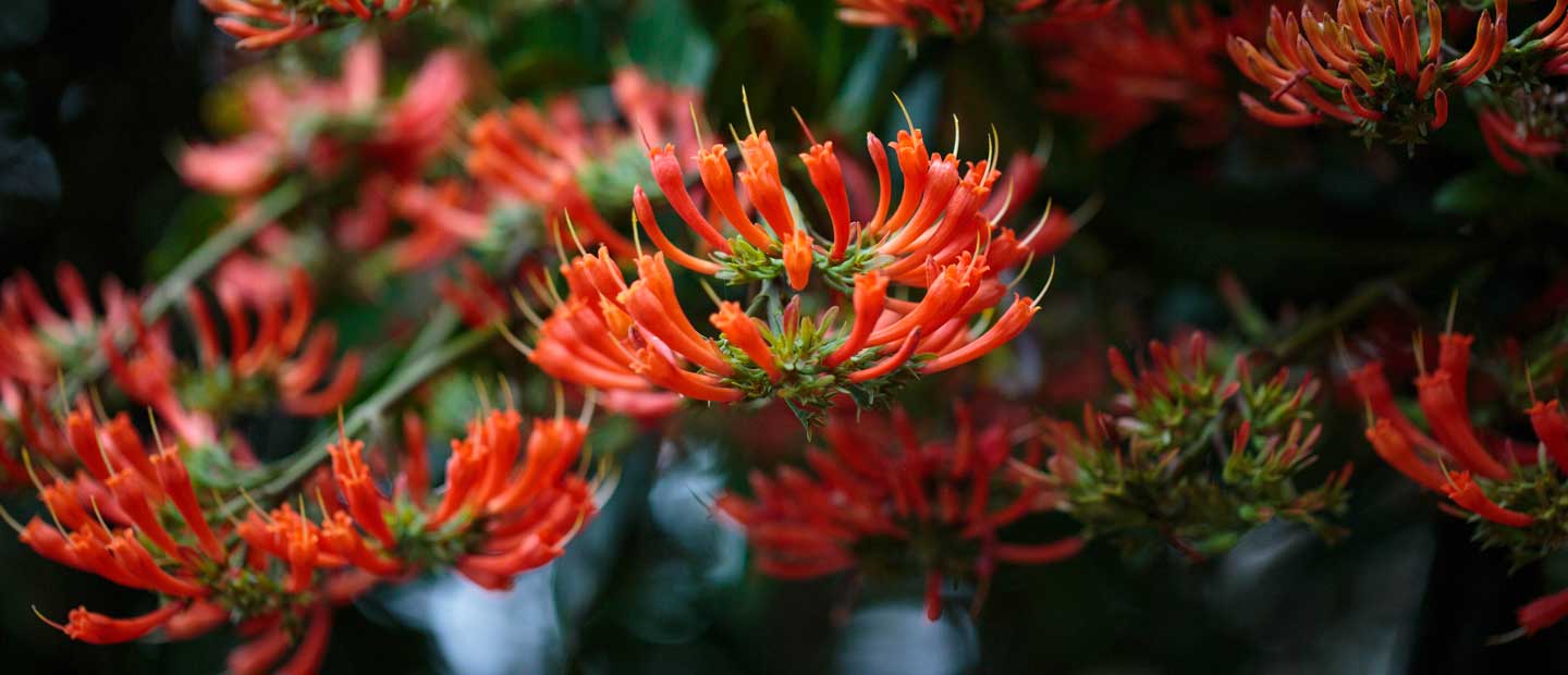 The fire-red blooms of our Alberta Magna