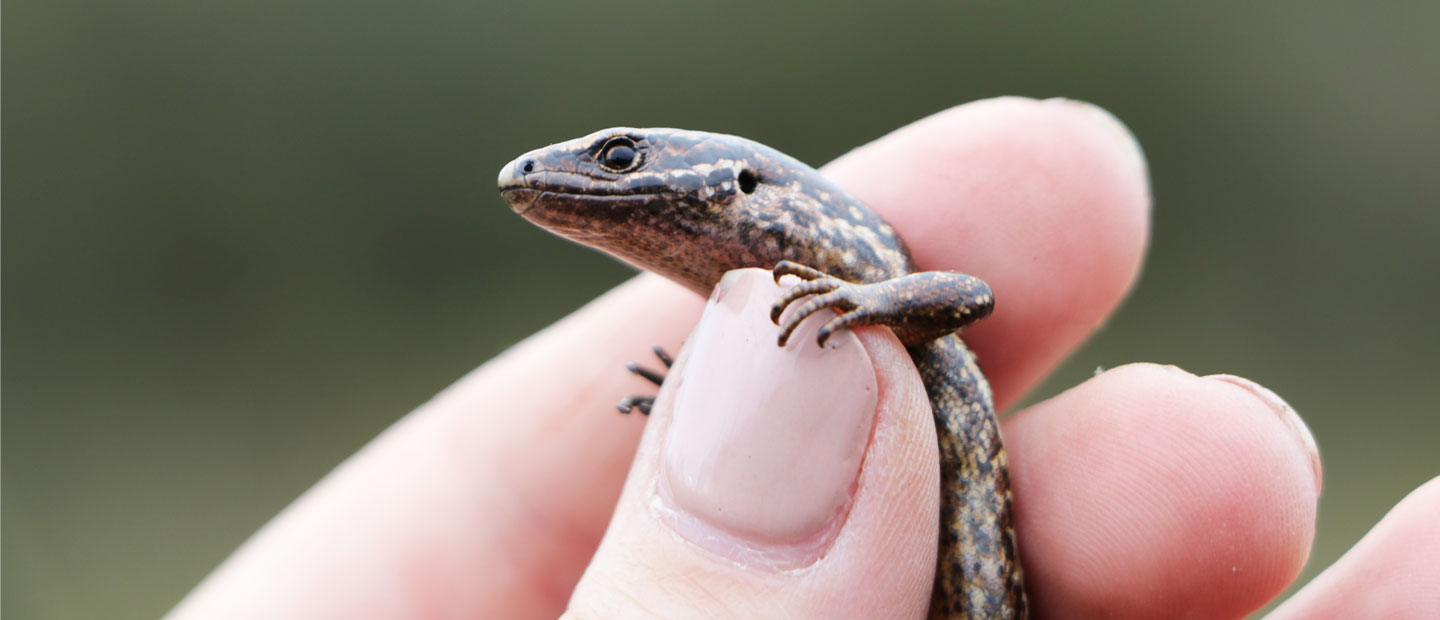 Conservation research on-going for the rare Alborn skink