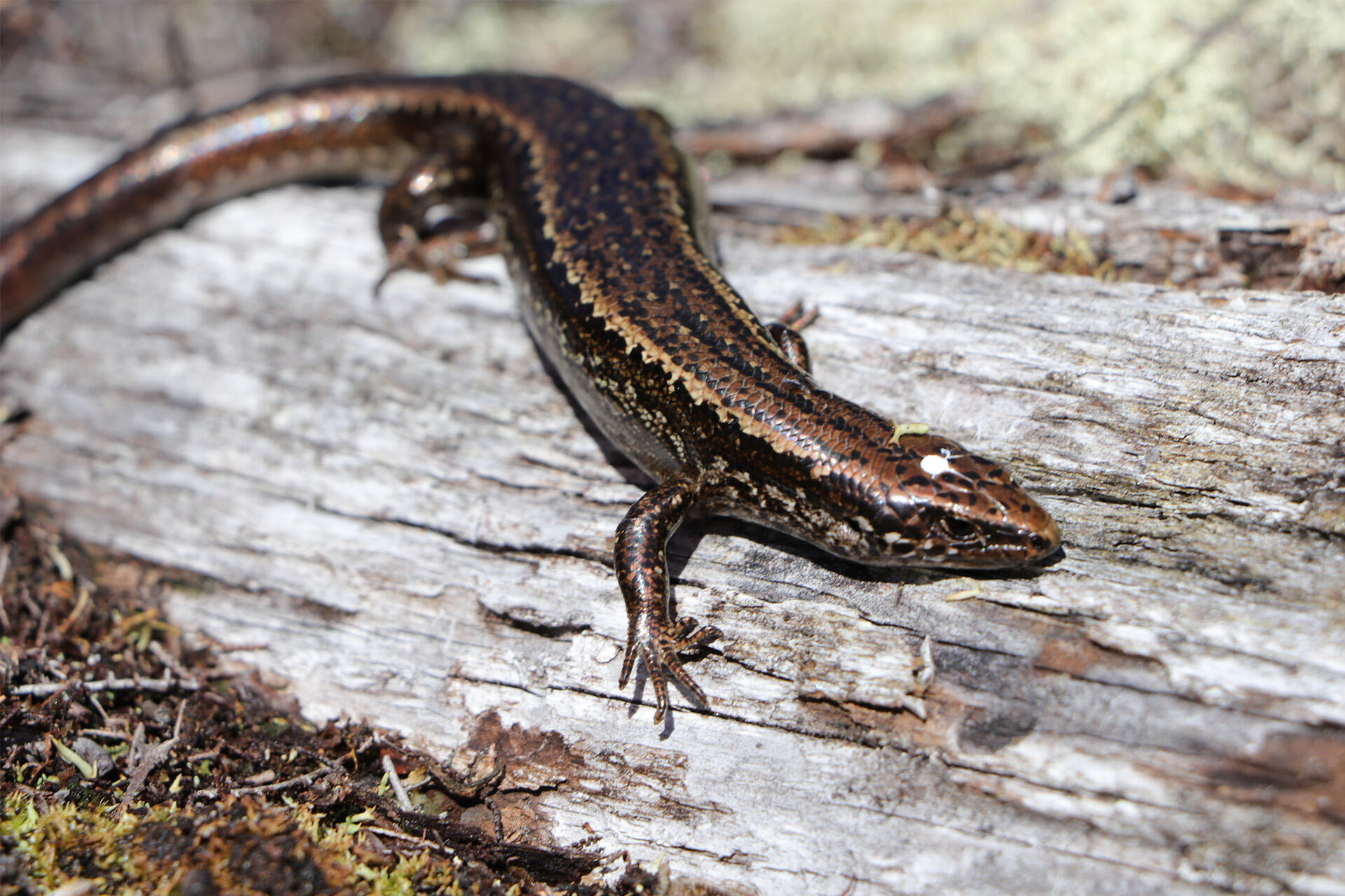 ‘Nationally Critical’ skinks brought to the Zoo for safe-keeping