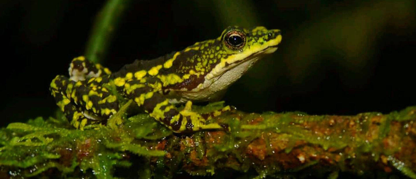 Zoo supports conservation of the Amazon páramo frog