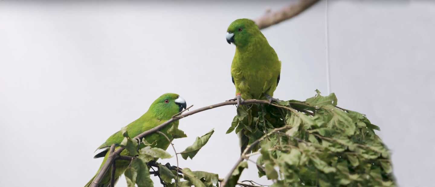 Introducing our pair of Antipodes Island parakeets