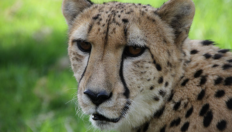 Auckland Zoo farewells cheetah Anubis