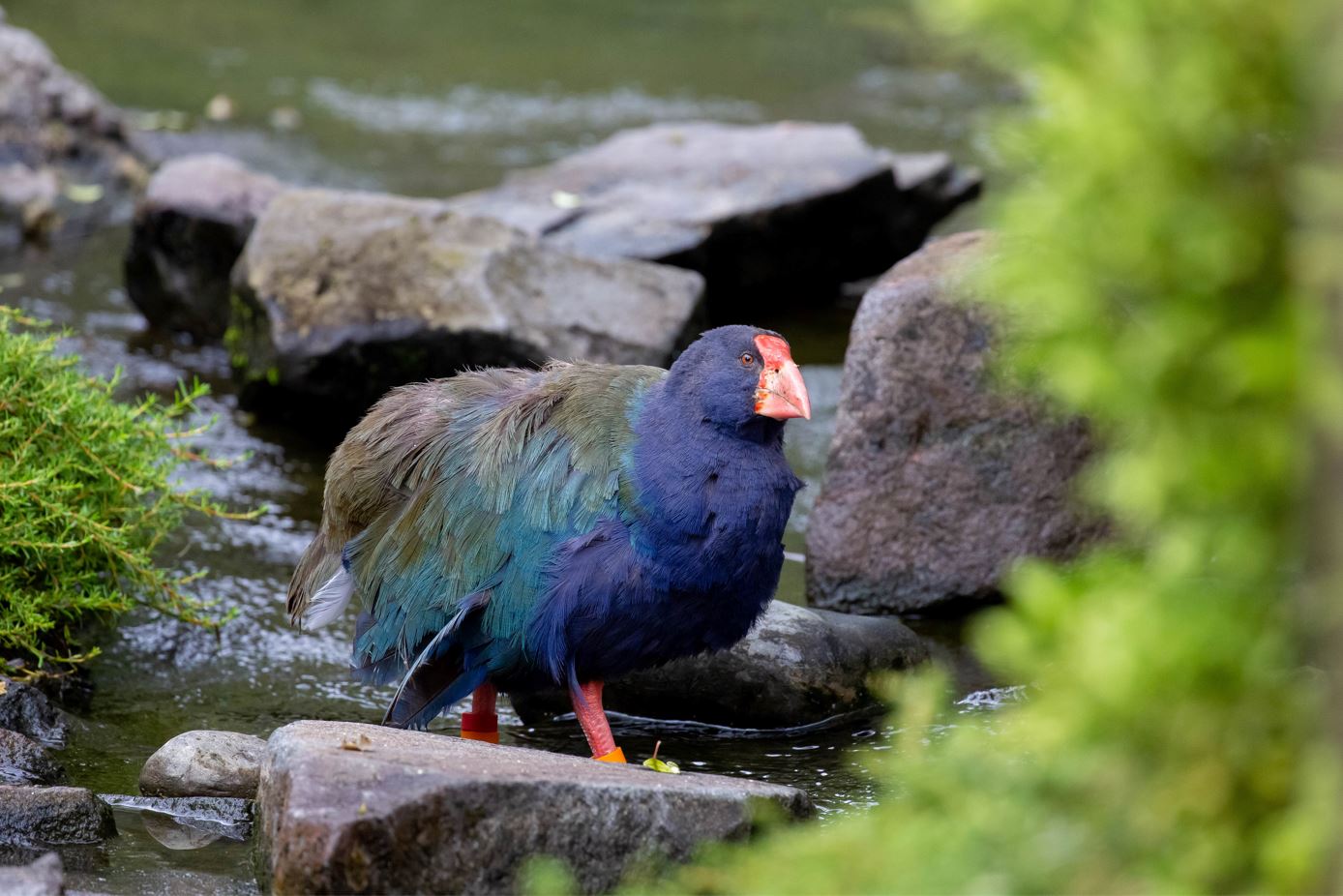 Zoo celebrates milestone for takahē