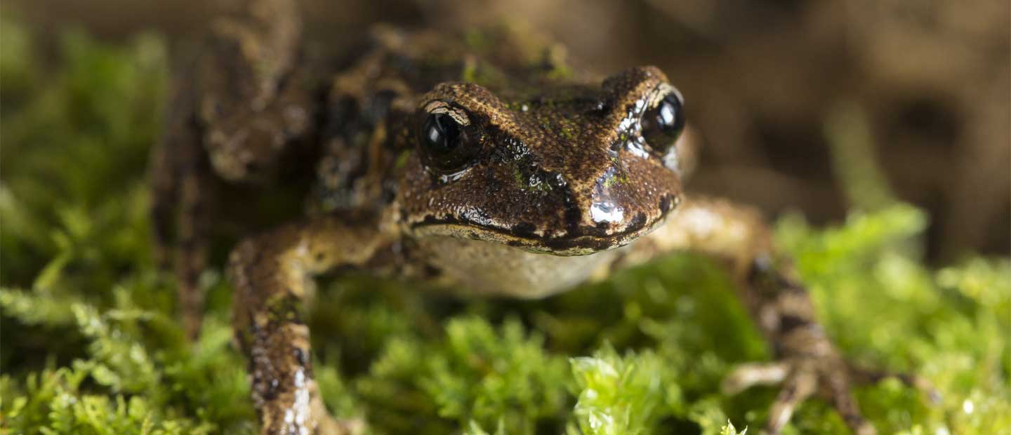 Conserving New Zealand’s Smallest Frog, One Record Breaking Leap at a Time
