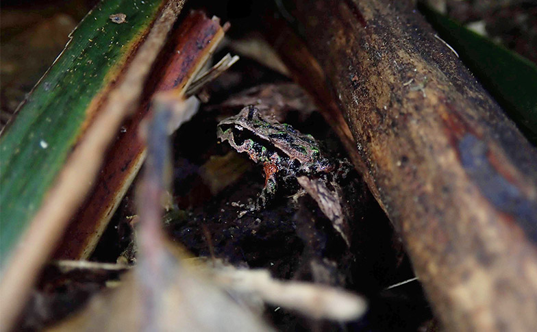 Conserving the Archey's frog - a rare Aotearoa amphibian