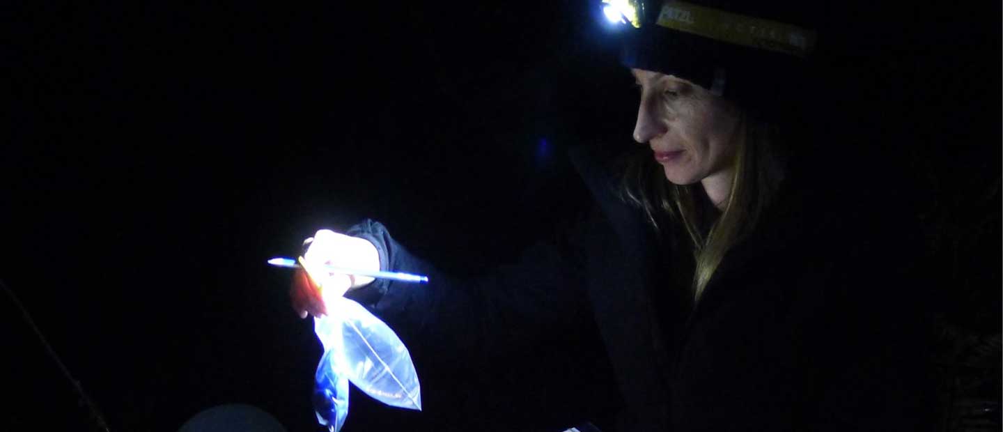 Conservation Efforts for New Zealand’s Smallest Amphibian
