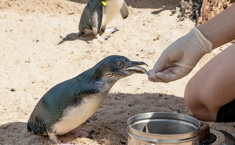 Bird keeper Ashleigh chats about our colony of little penguins!