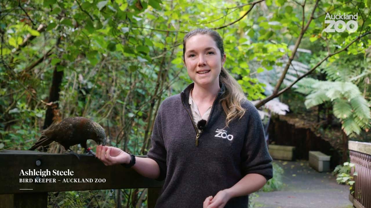 Ashleigh tell us about New Zealand's kākā and tīeke!