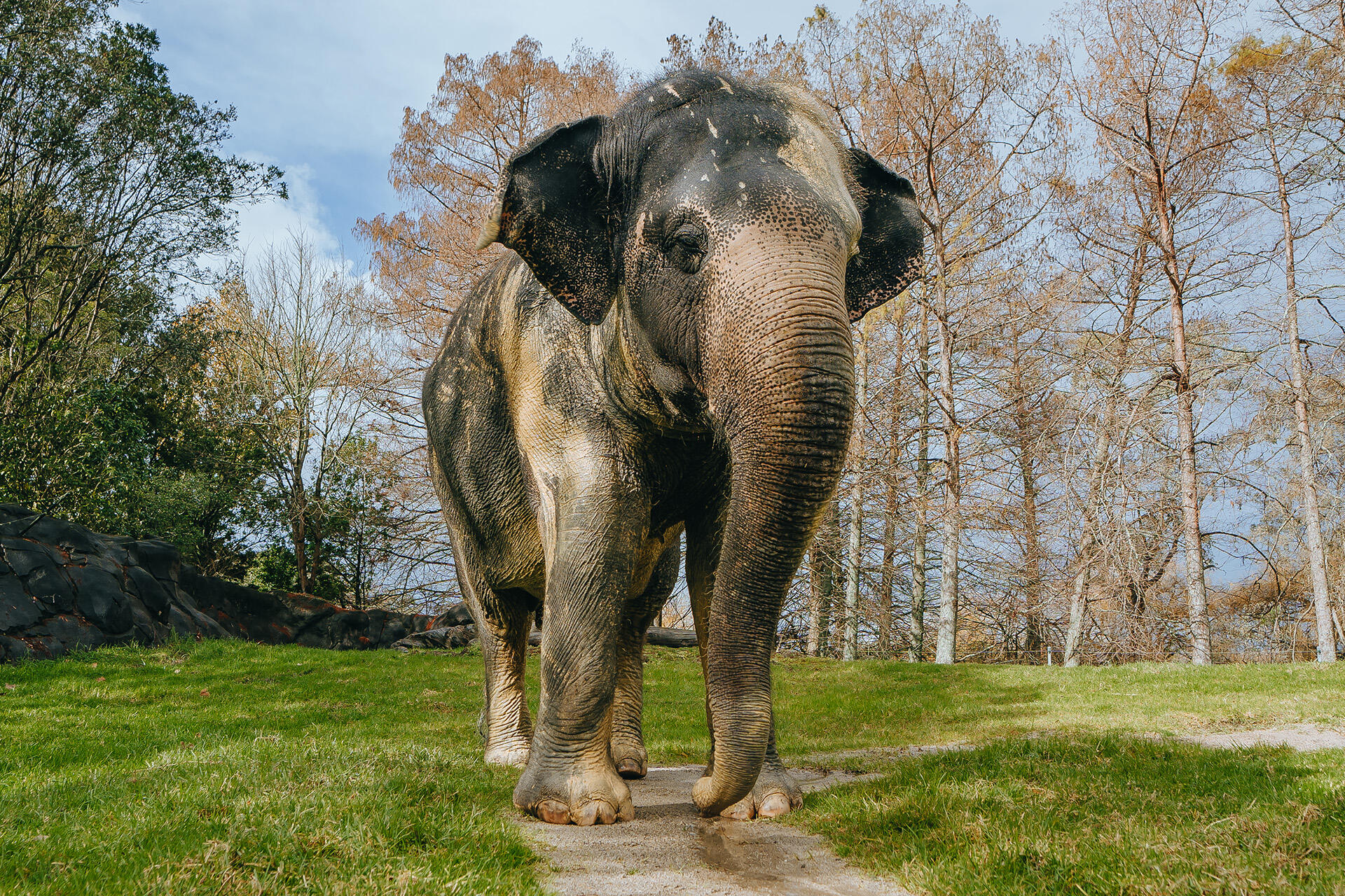 Elephant Burma arrives at new home in Australia