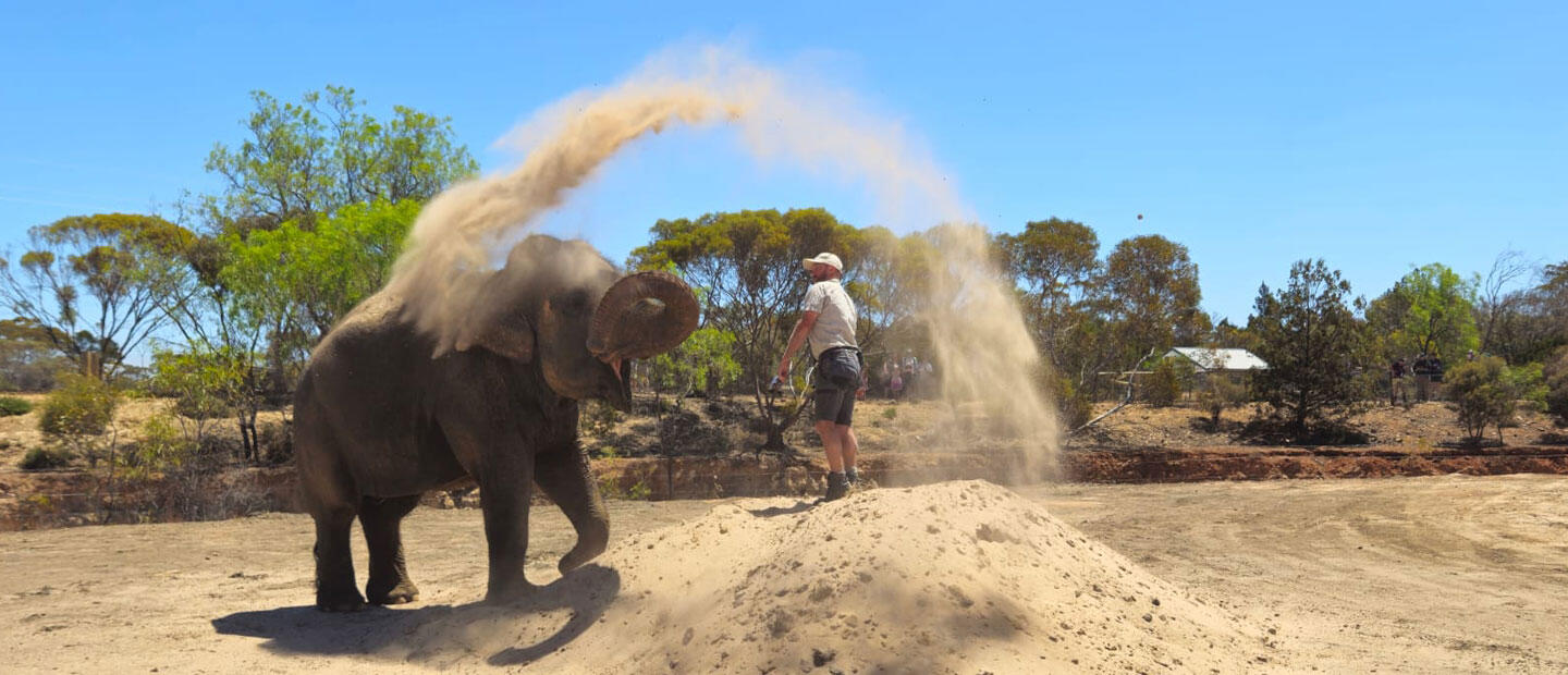 Asian elephant Burma enjoys her new digs in Australia
