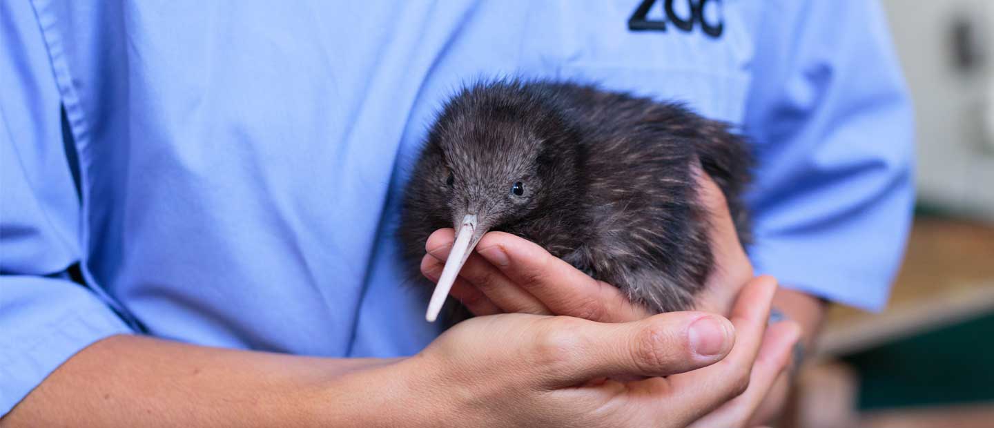 Bird Keepers give Kiwi Chick Āwhina a helping hand
