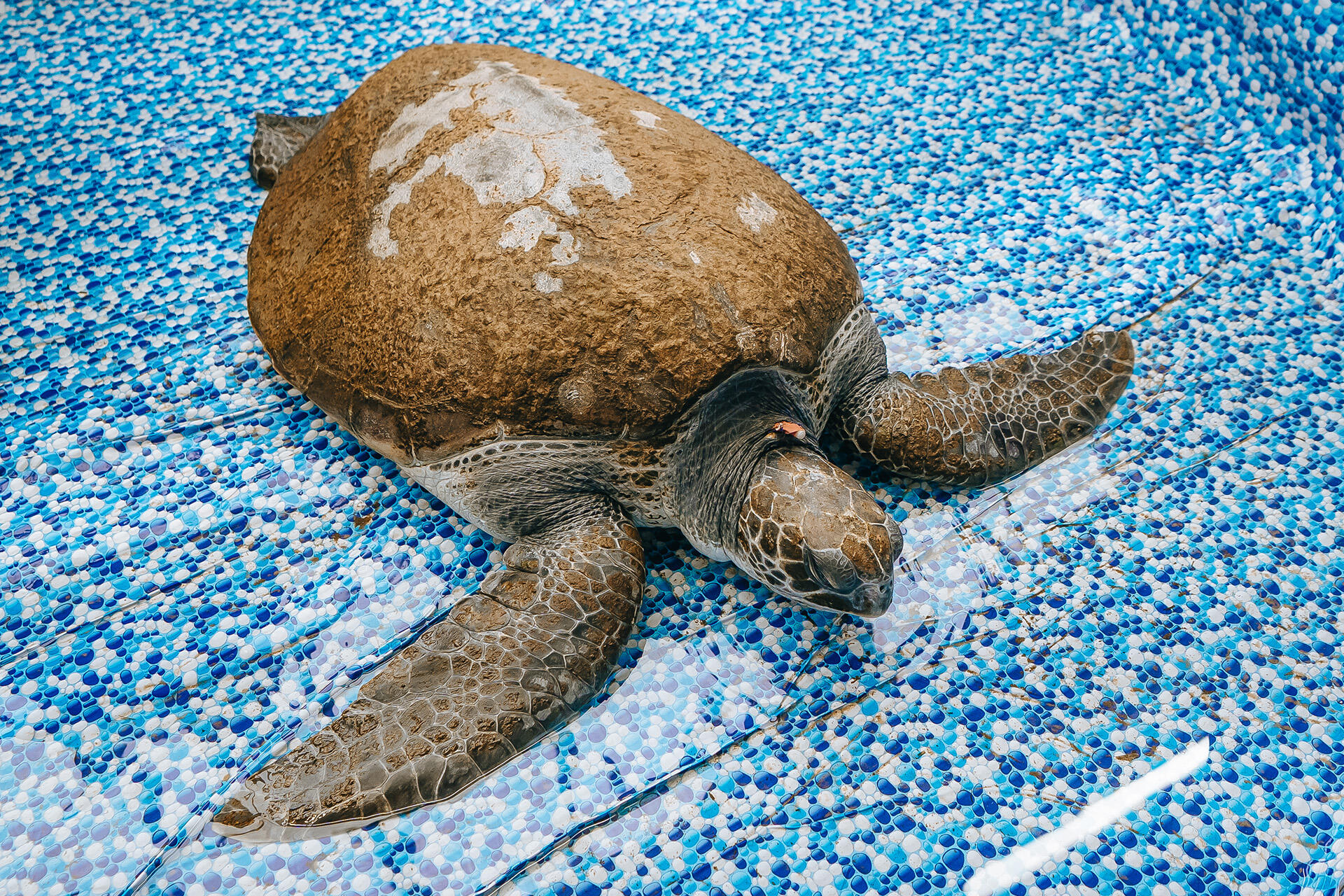A 94kg challenge – our heaviest wild sea turtle patient yet!