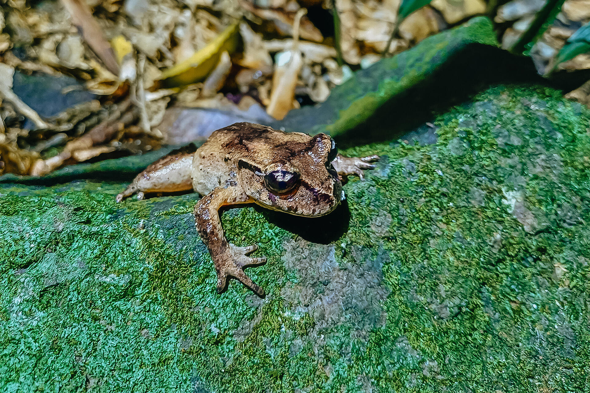Protecting Hamilton’s frogs from predatory tuatara!