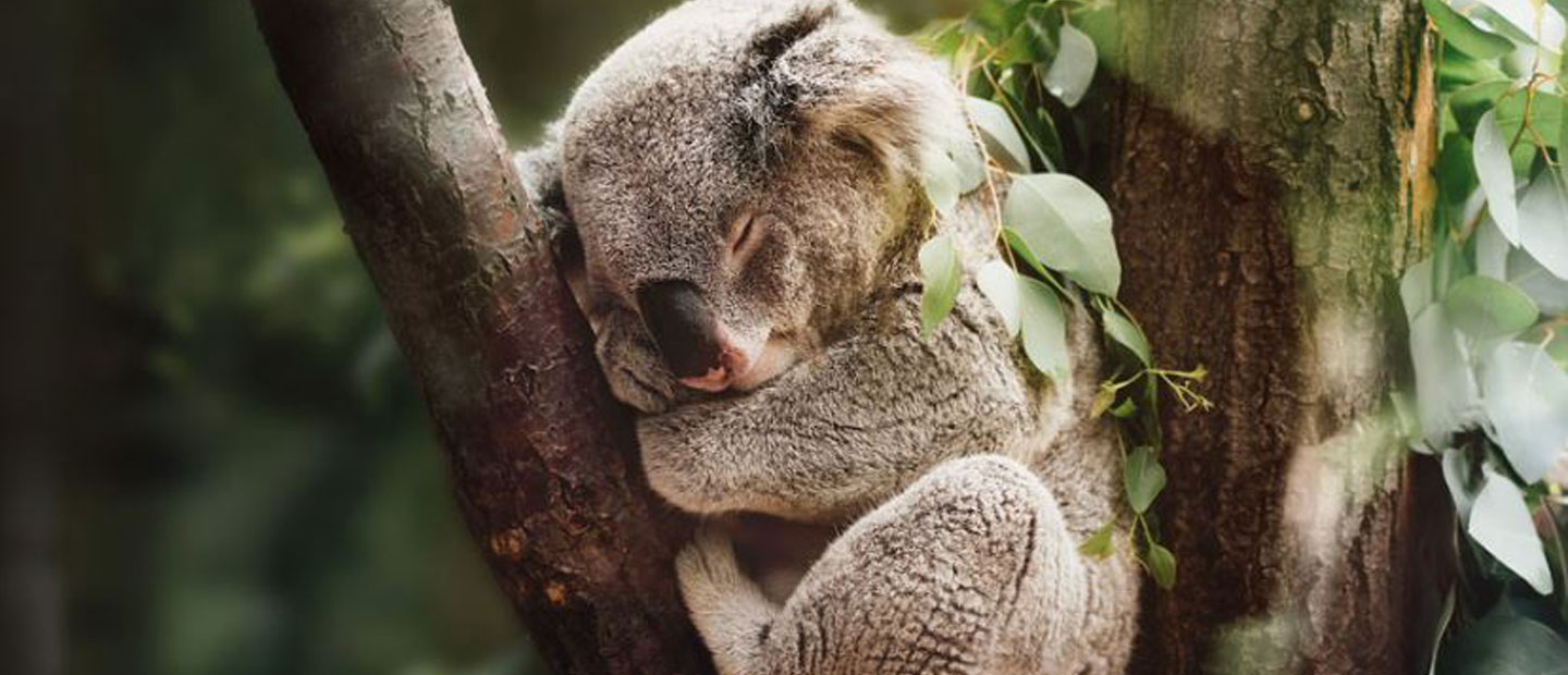 Join us in helping wildlife & people affected by devastating bushfires