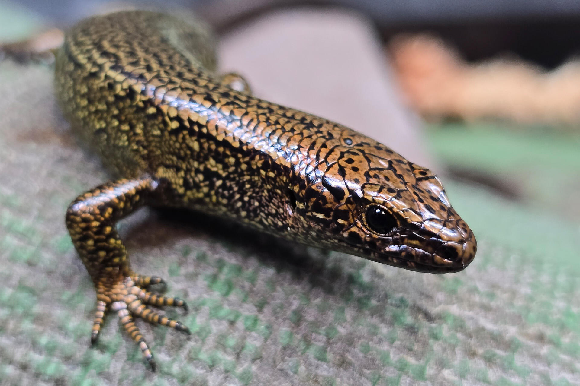 Rare alpine skinks born at Auckland Zoo