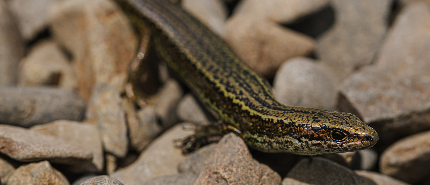 Zoo celebrates milestone for Kapitia skinks