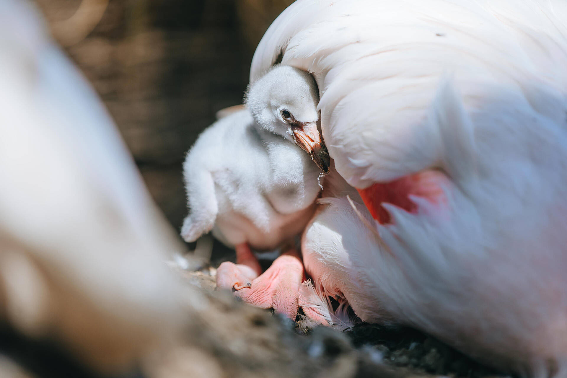 Our first flamingo chick of the season just hatched last week!