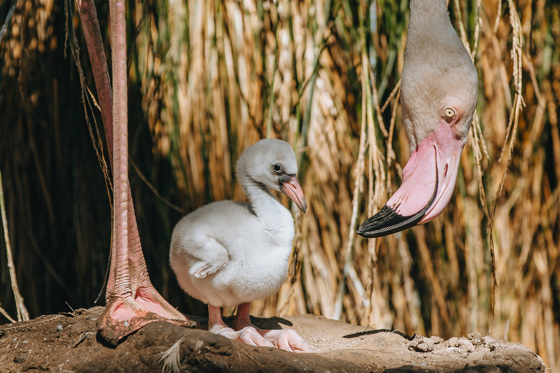 More exciting news from this flamboyance of flamingos!
