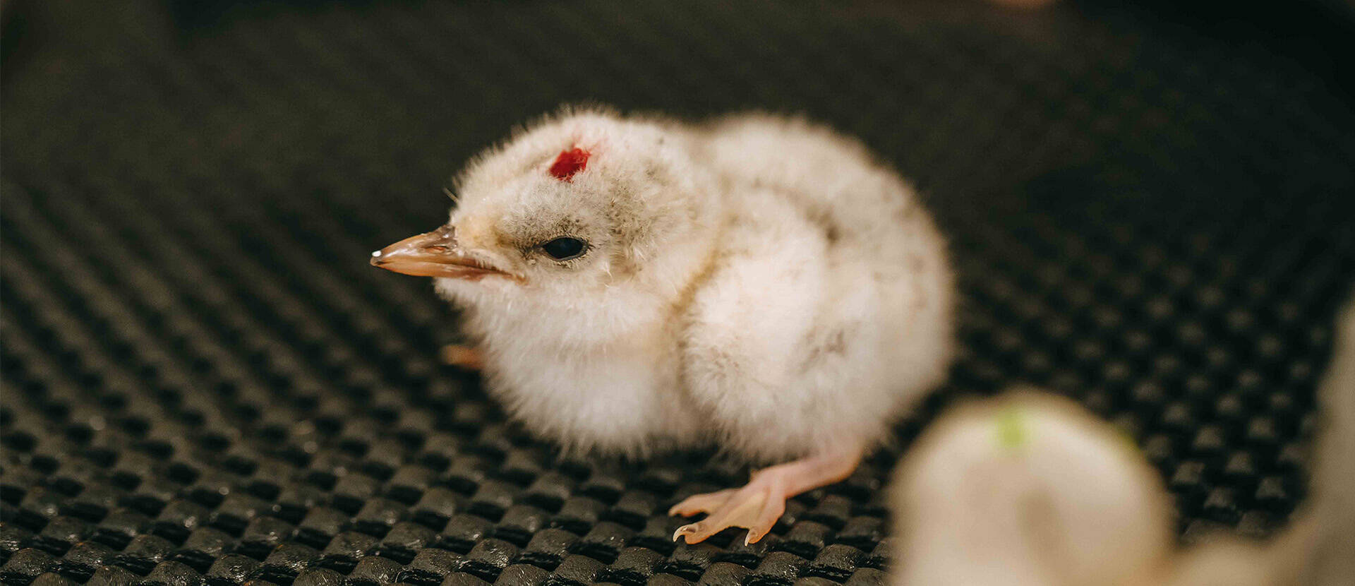 We have an update on the tara iti chicks that hatched at the Zoo!