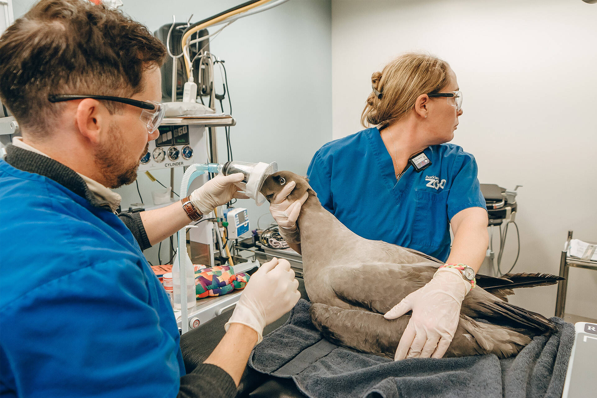 Albatross brought into the Zoo in need of urgent attention