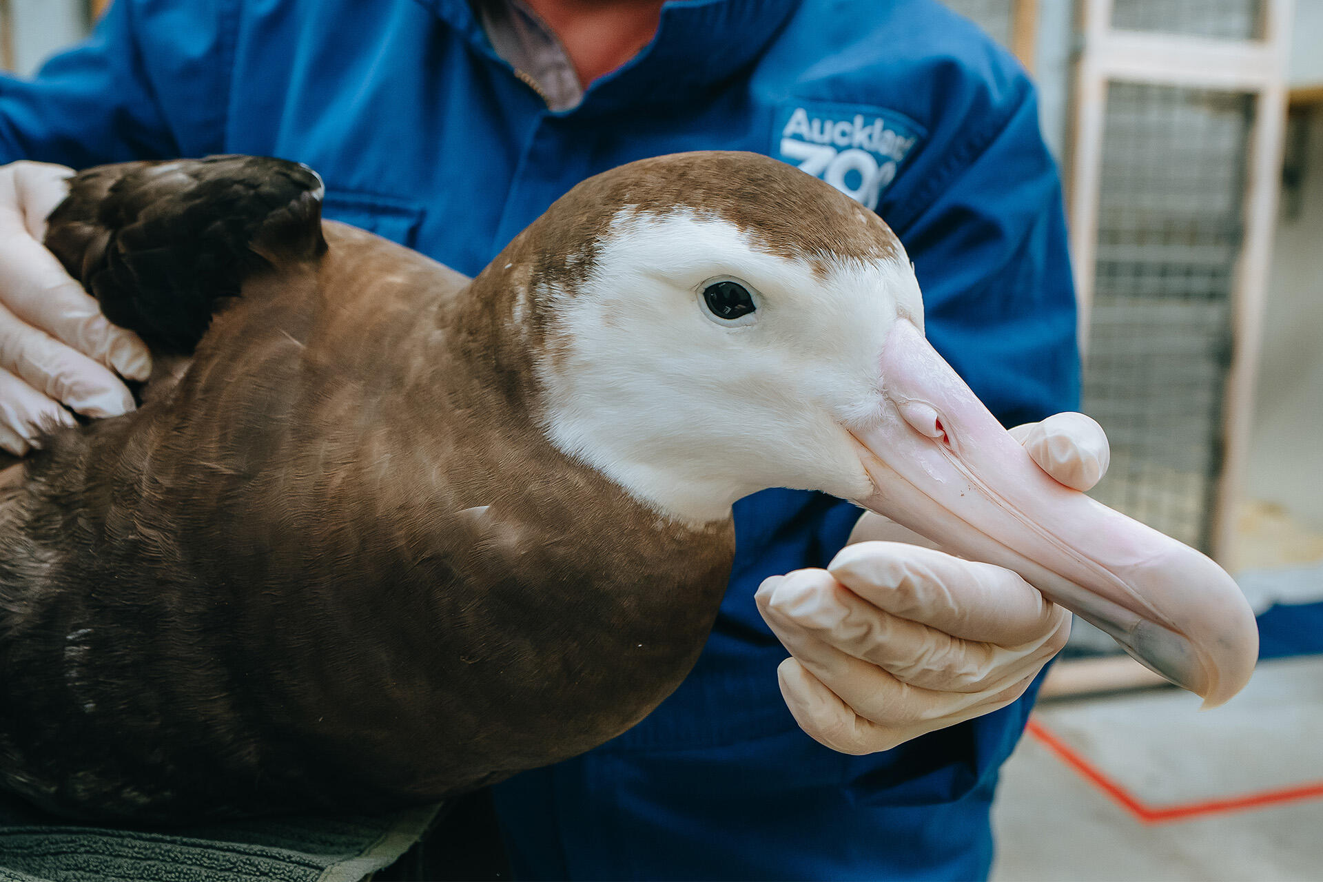 Vet team makes kindest call for critically injured albatross