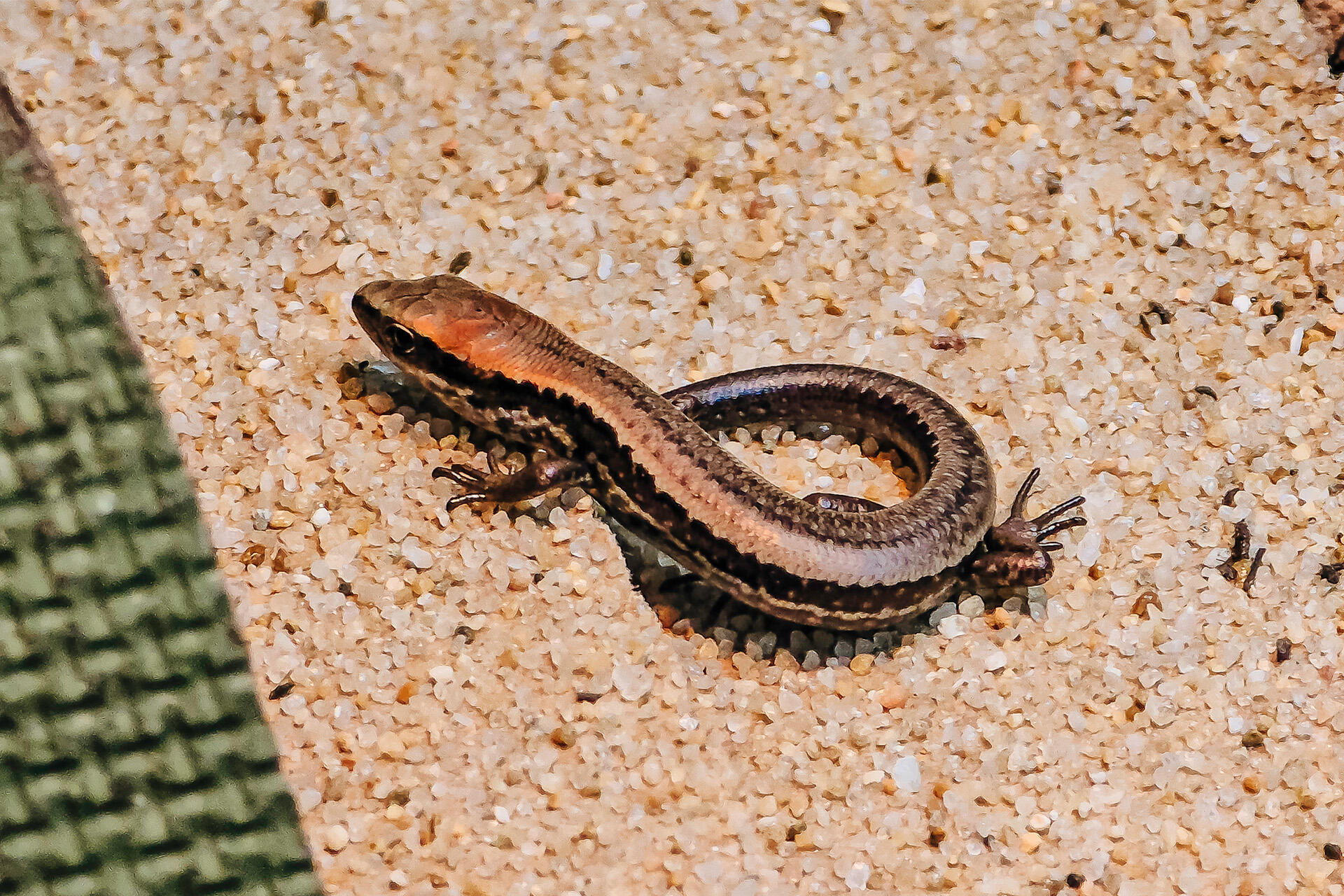 Zoo births a boost for skink on the brink