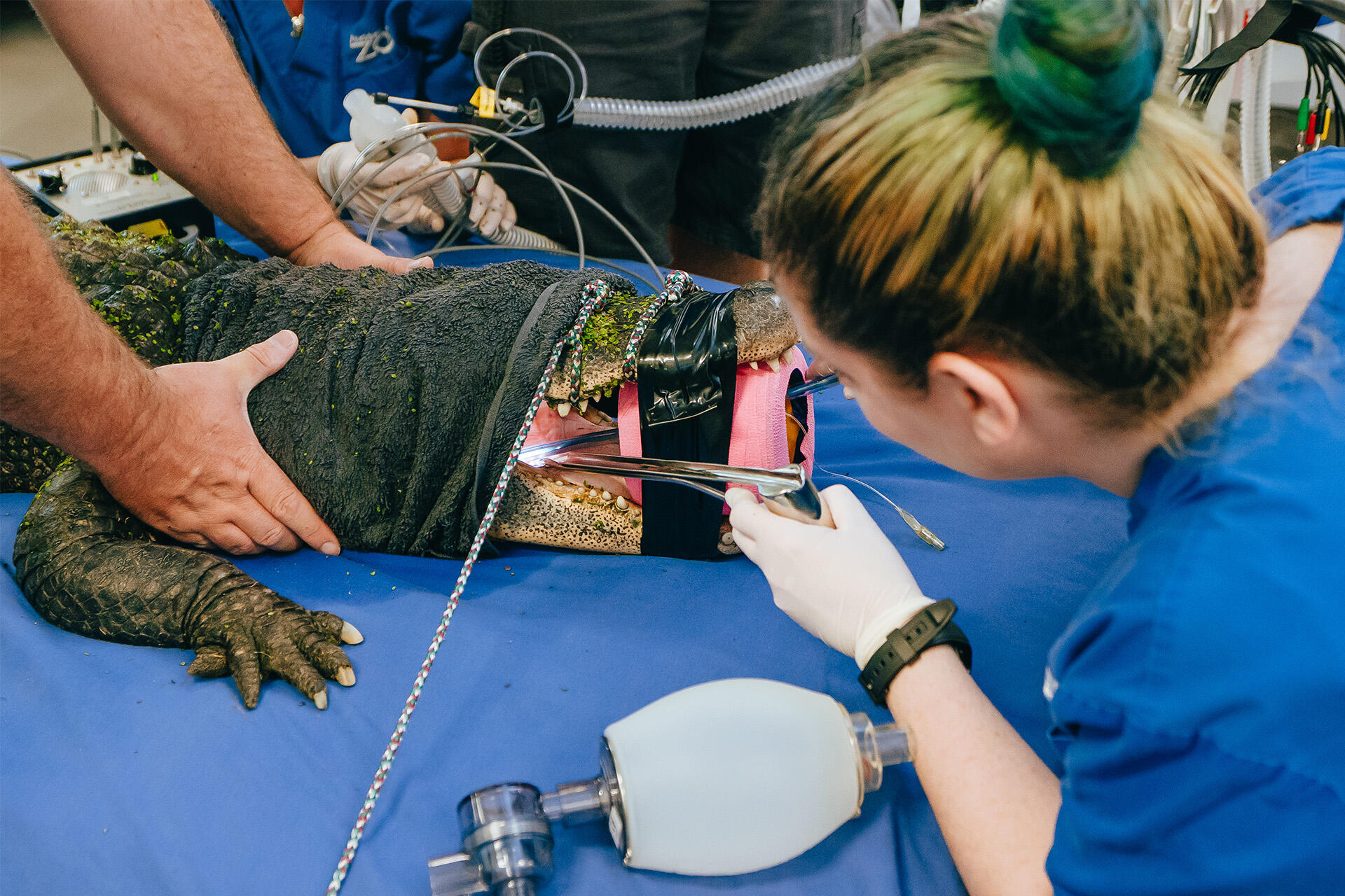 Alligator Dixie receives a health check