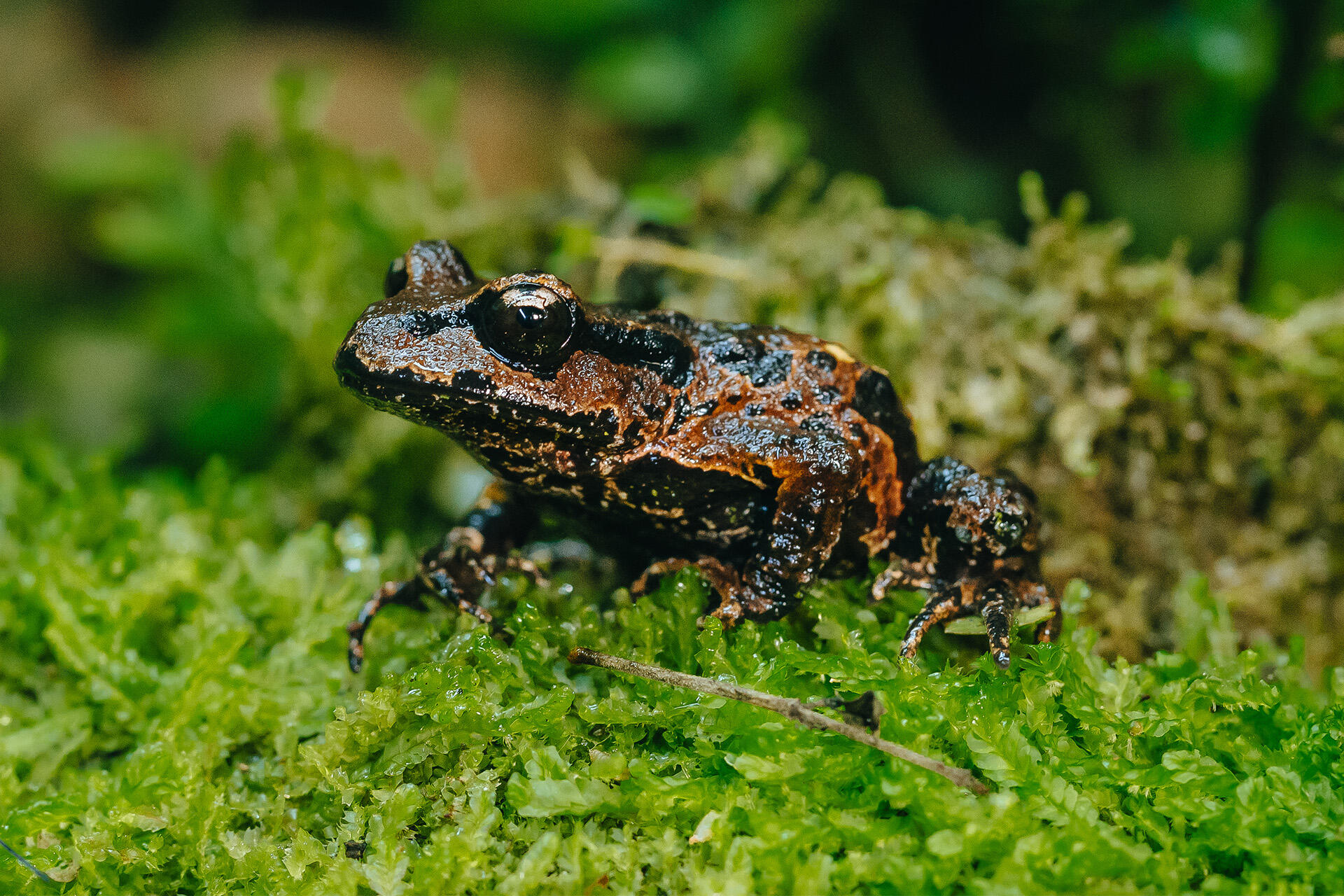 Caring for Archey’s frogs!