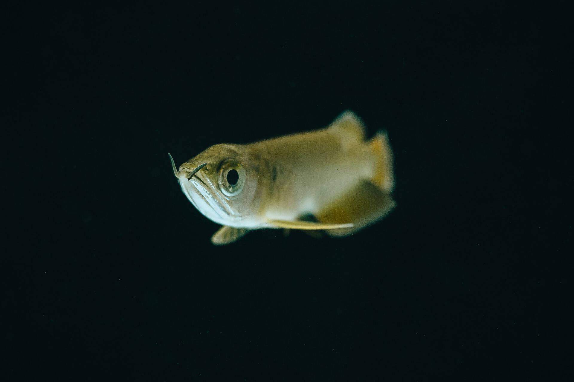 Auckland Zoo successfully breeds rare Asian arowana