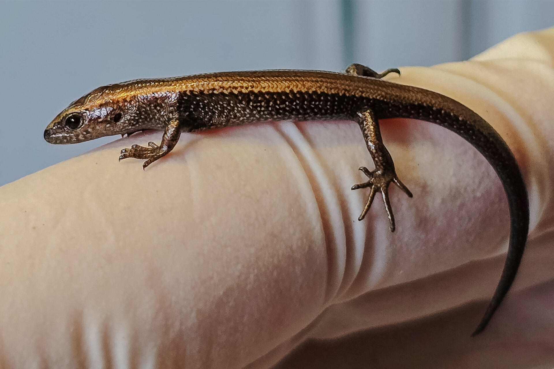 Latest birth great news for a rare taonga