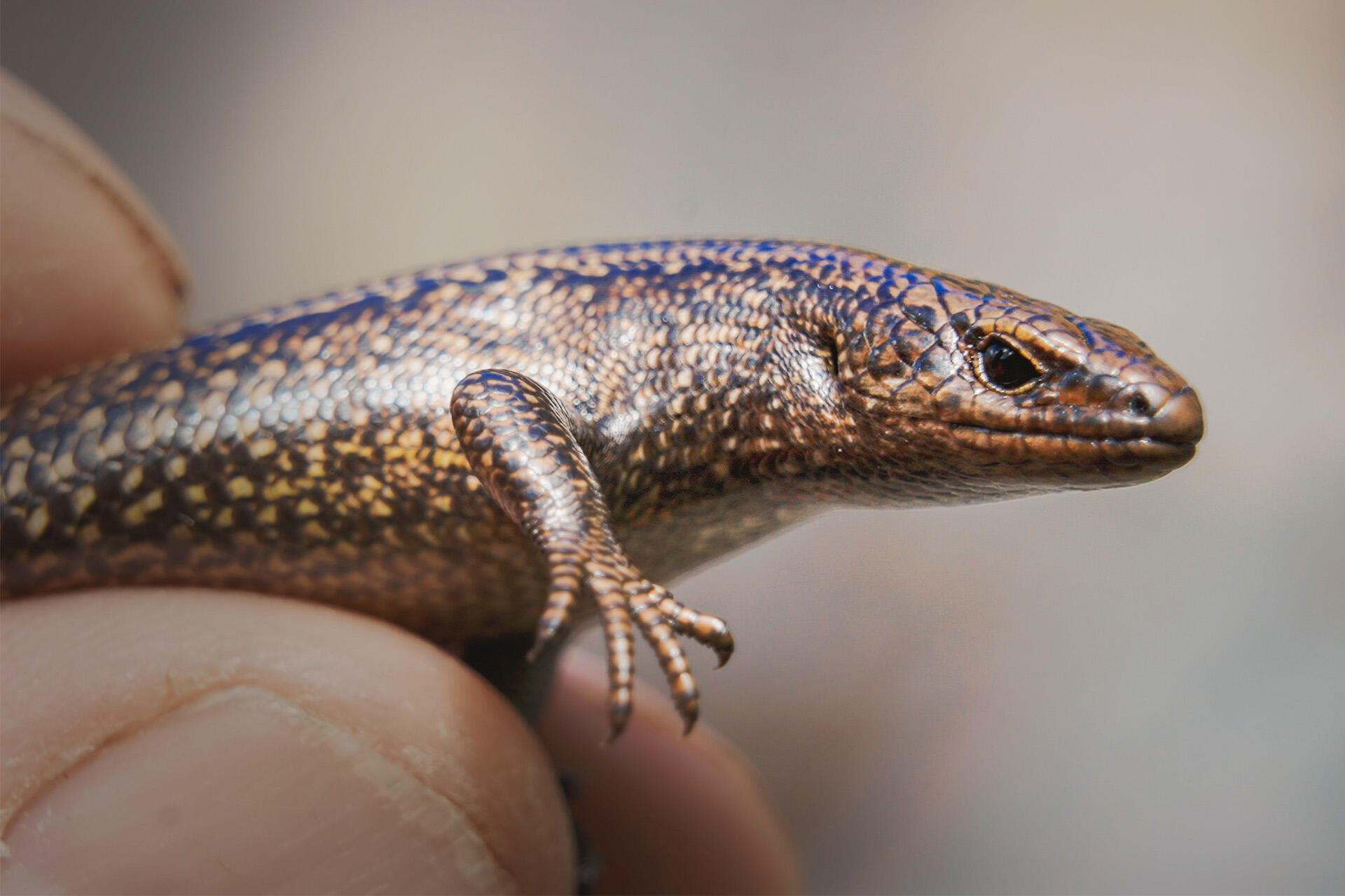 Searching for endangered awakōpaka skinks