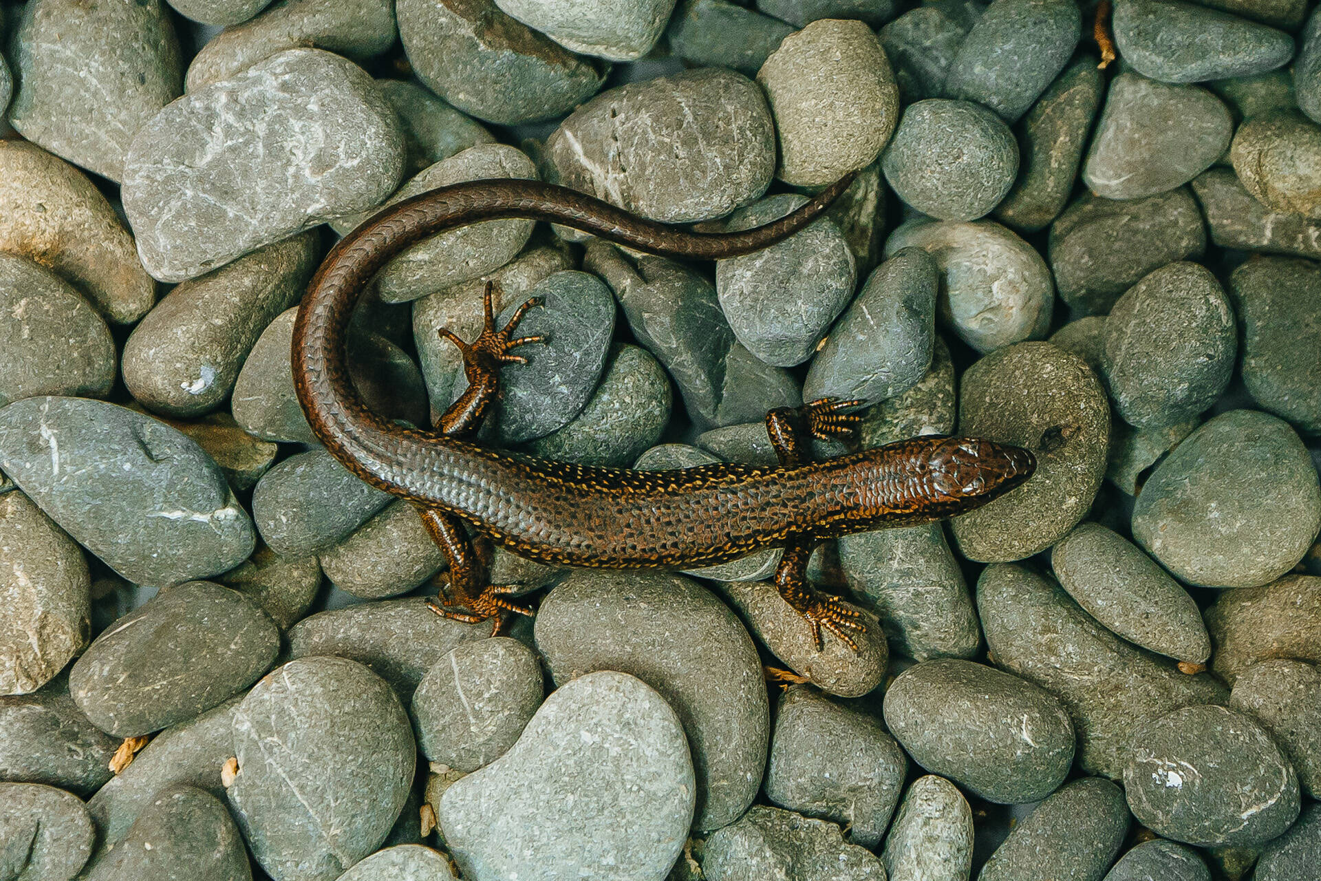Emergency mahi underway for endemic skink on the brink
