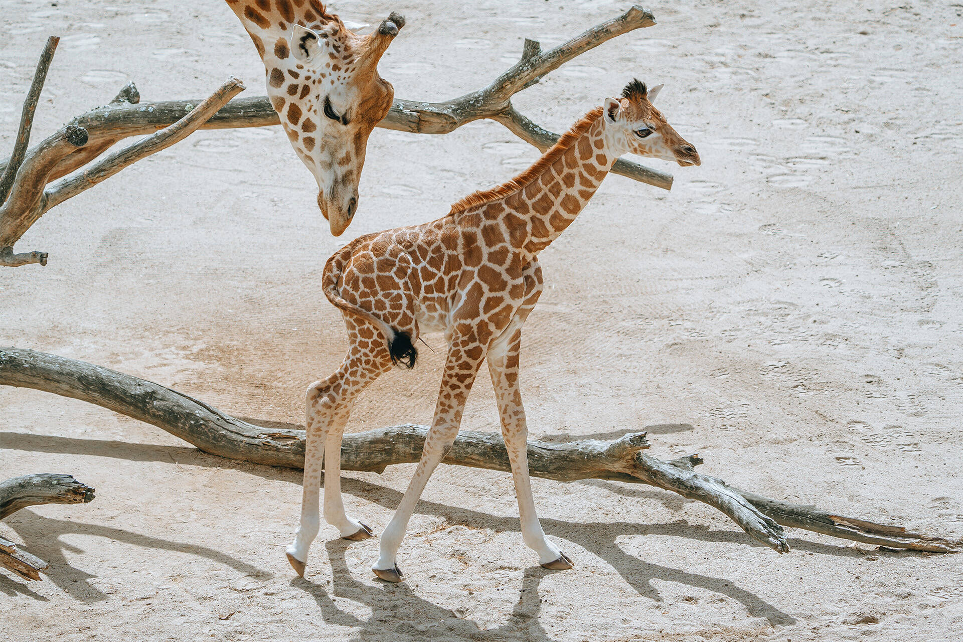 Meet Auckland Zoo's two week old giraffe calf!