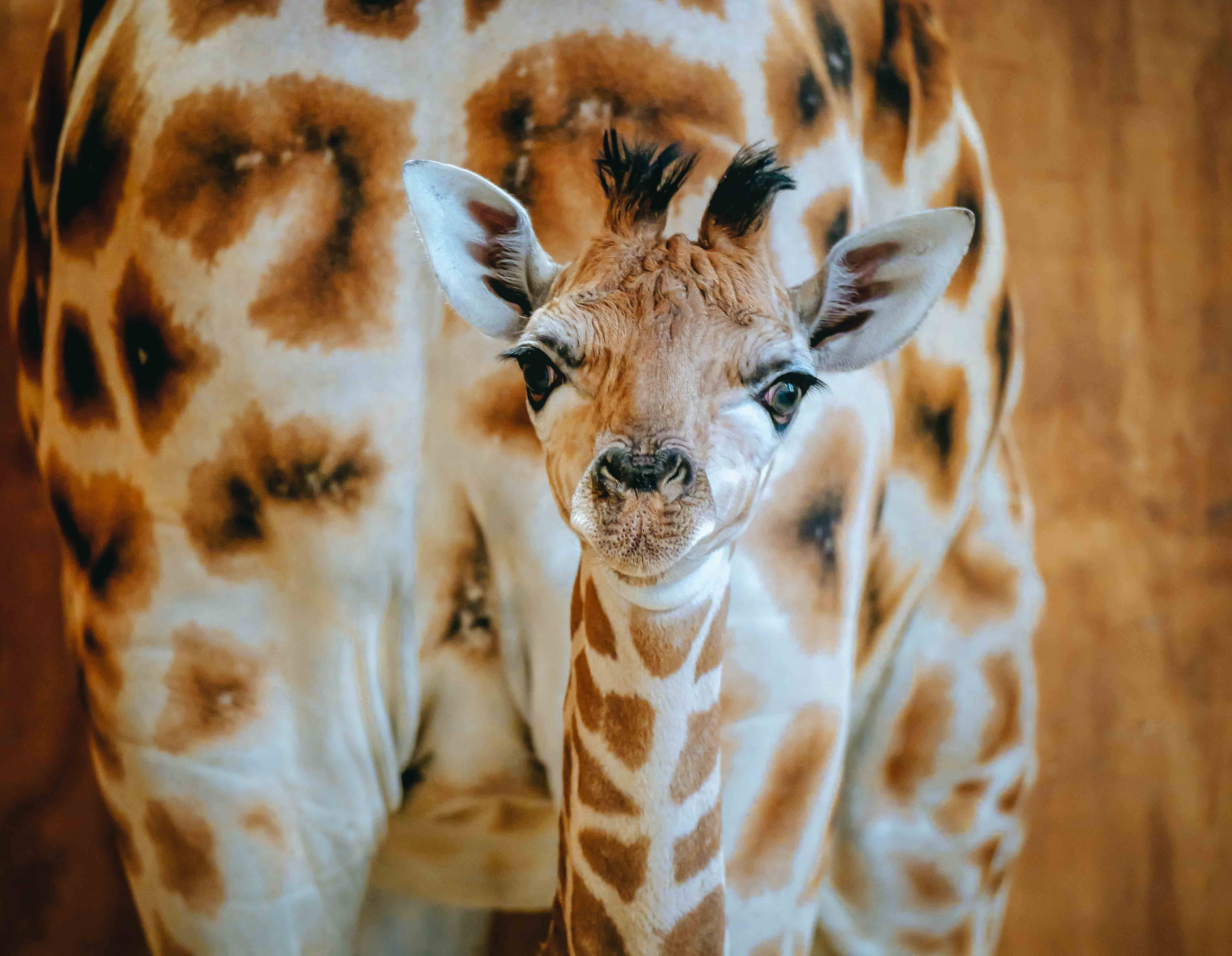 Auckland Zoo giraffe Kiraka gives birth to a healthy 6-foot calf