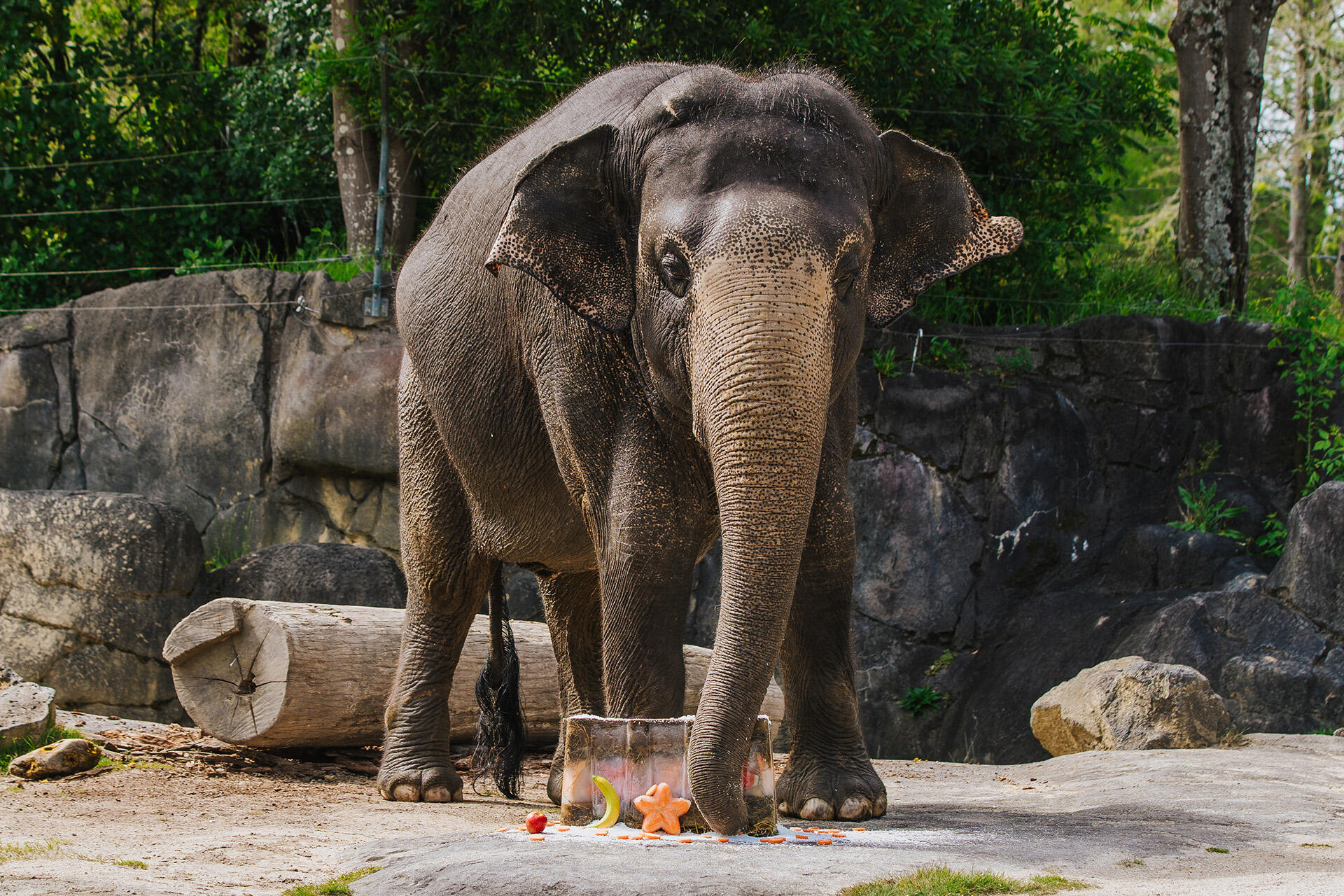 Elephant-sized birthday treat mouth-wateringly good
