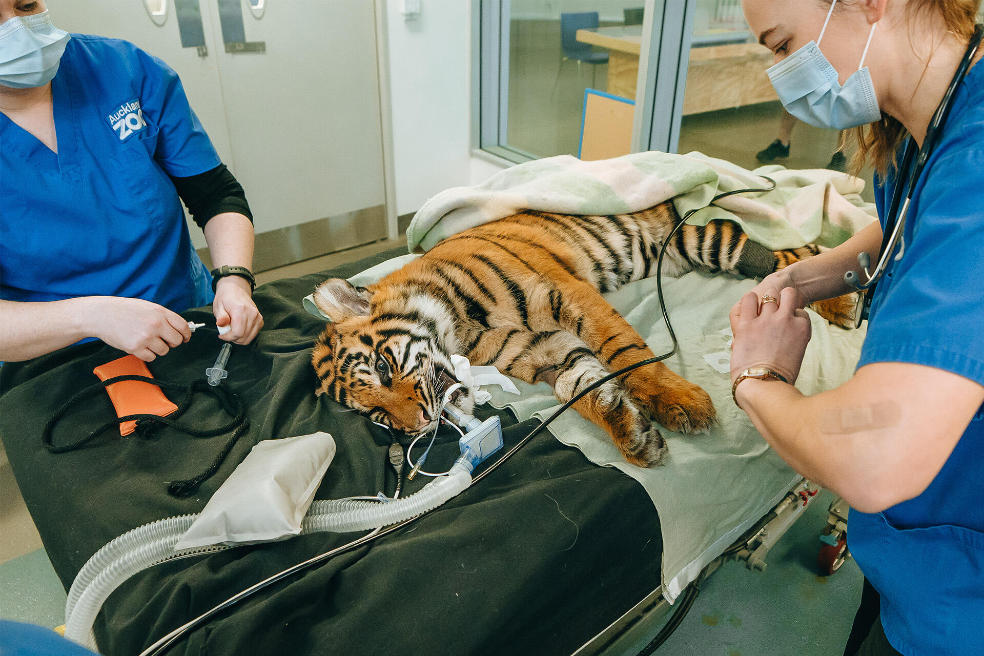 Tiger cub Cahya takes a trip to the dentist!