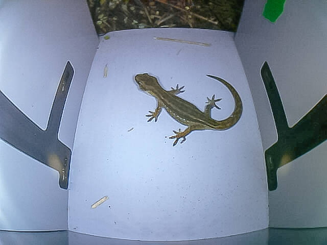 Boosting our support for the critically endangered Korowai gecko 