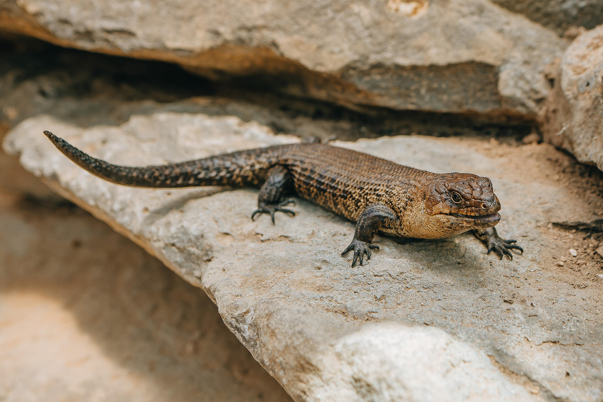 Australia Bush Track reopens