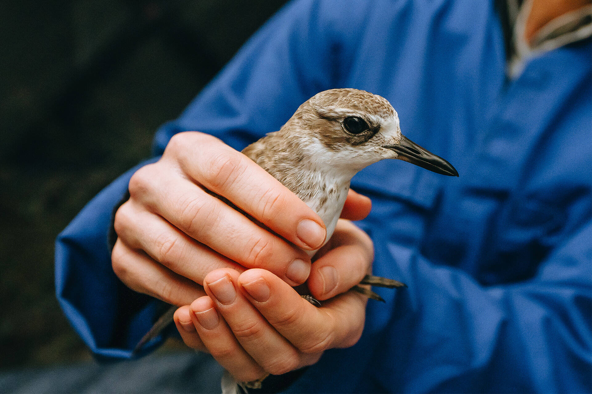 The best news for this wild dotterel patient!
