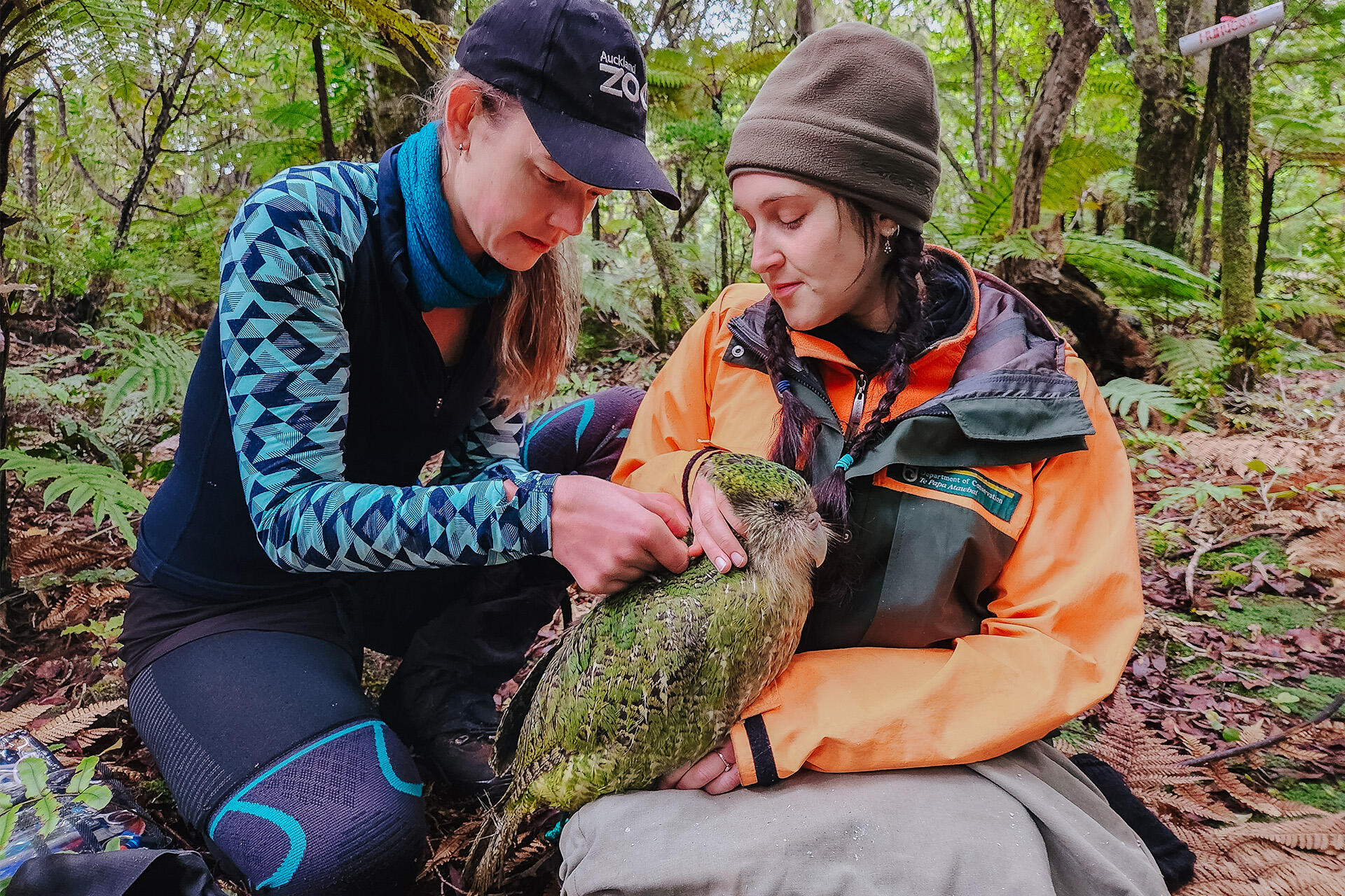 We love lending a hand to care for precious kākāpō!