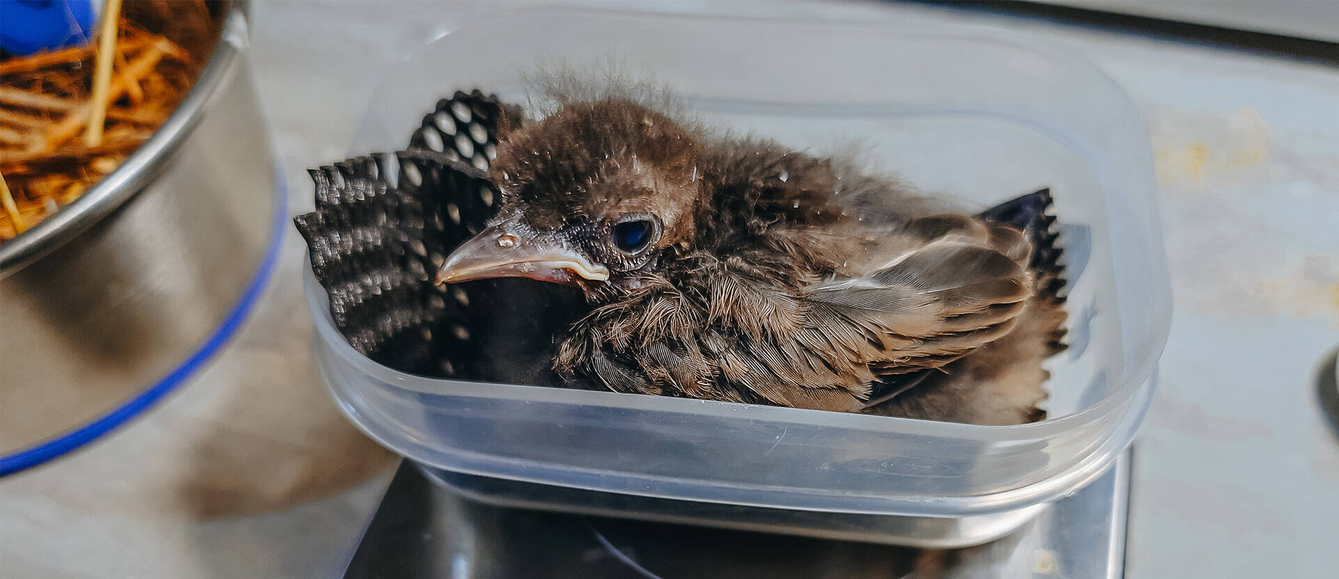 Auckland Zoo and the Polynesian Ornithological Society achieve first breakthrough for bird on the brink
