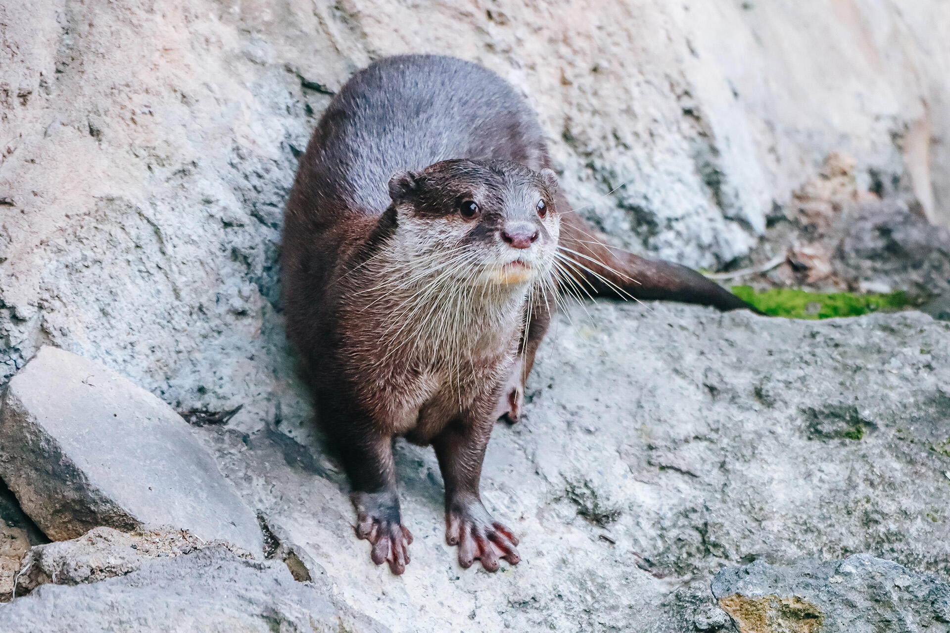 Otterly awesome arrival at Auckland Zoo