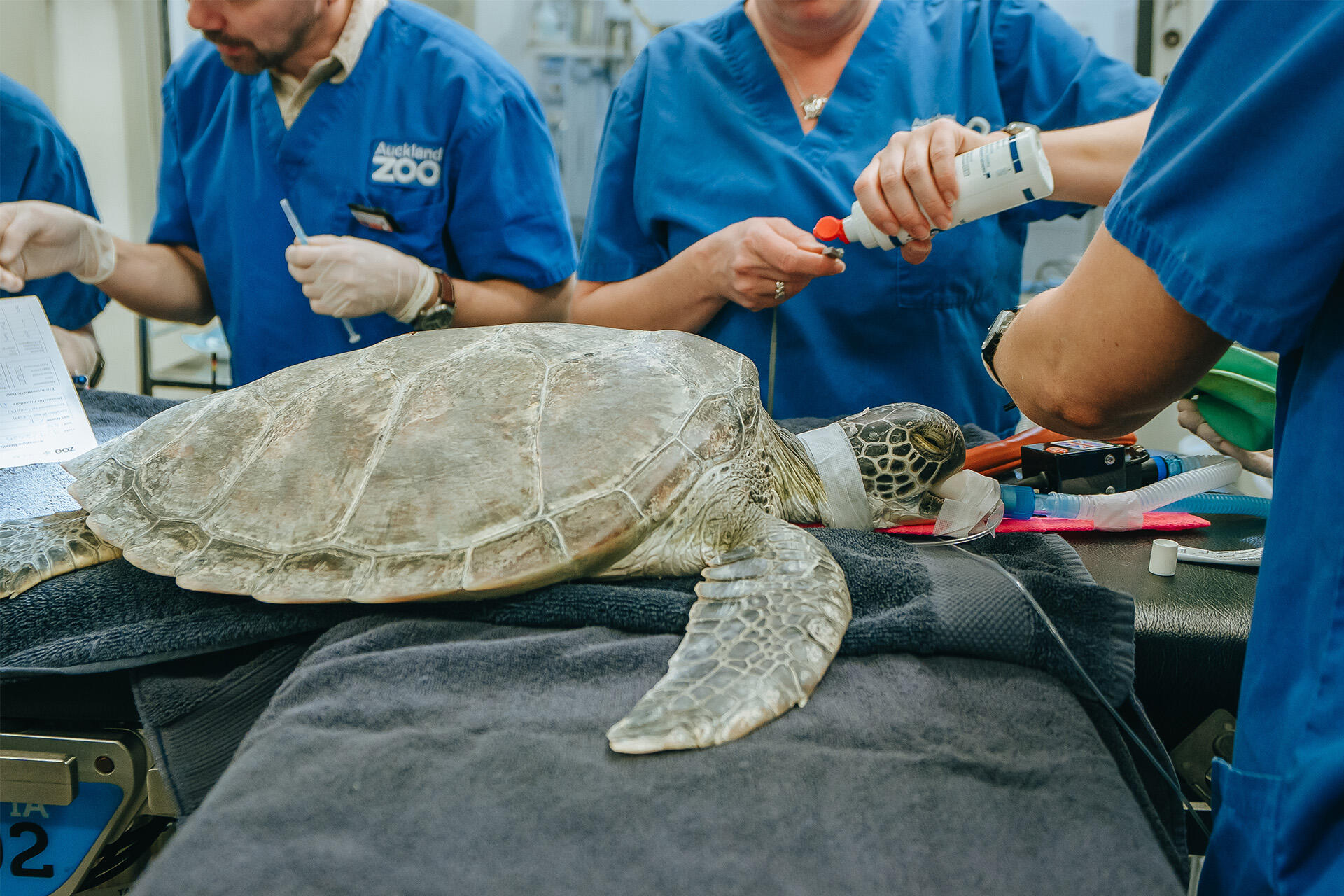 Sea turtle recovering after flipper surgery
