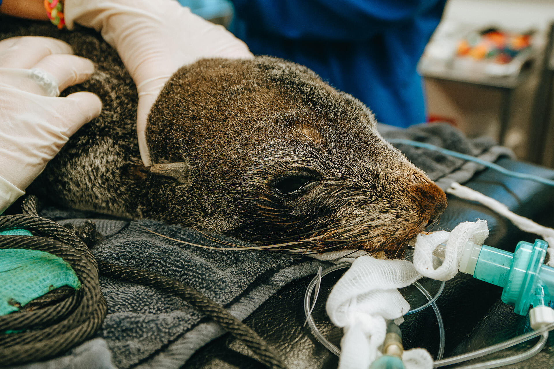 Critically ill wild fur seal highlights environmental challenges