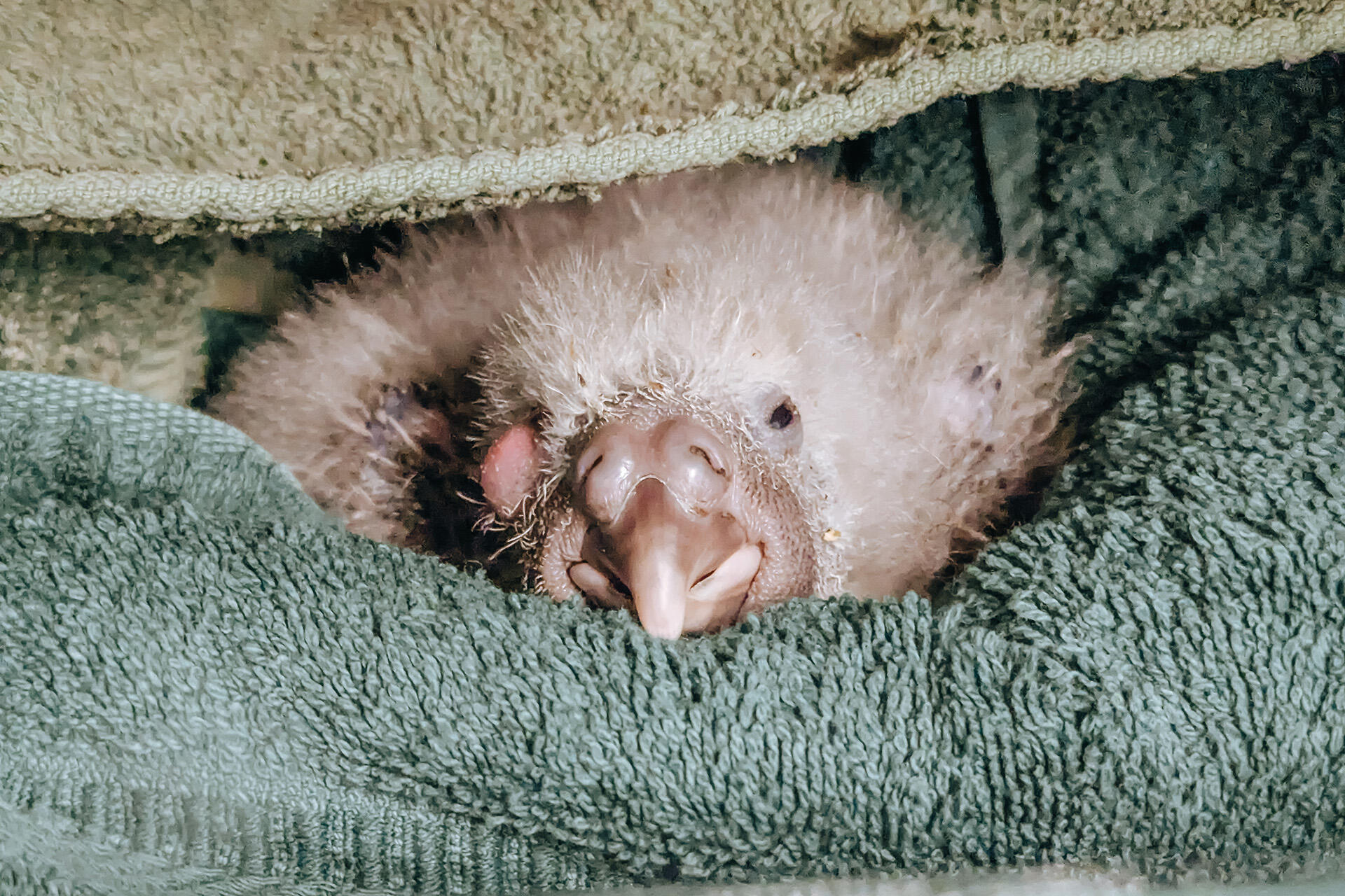 Zoo vets head to remote islands to care for kākāpō!