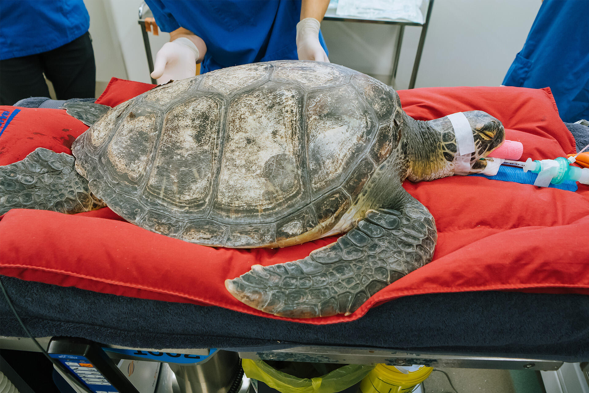 Vet team perform complex sea turtle surgery