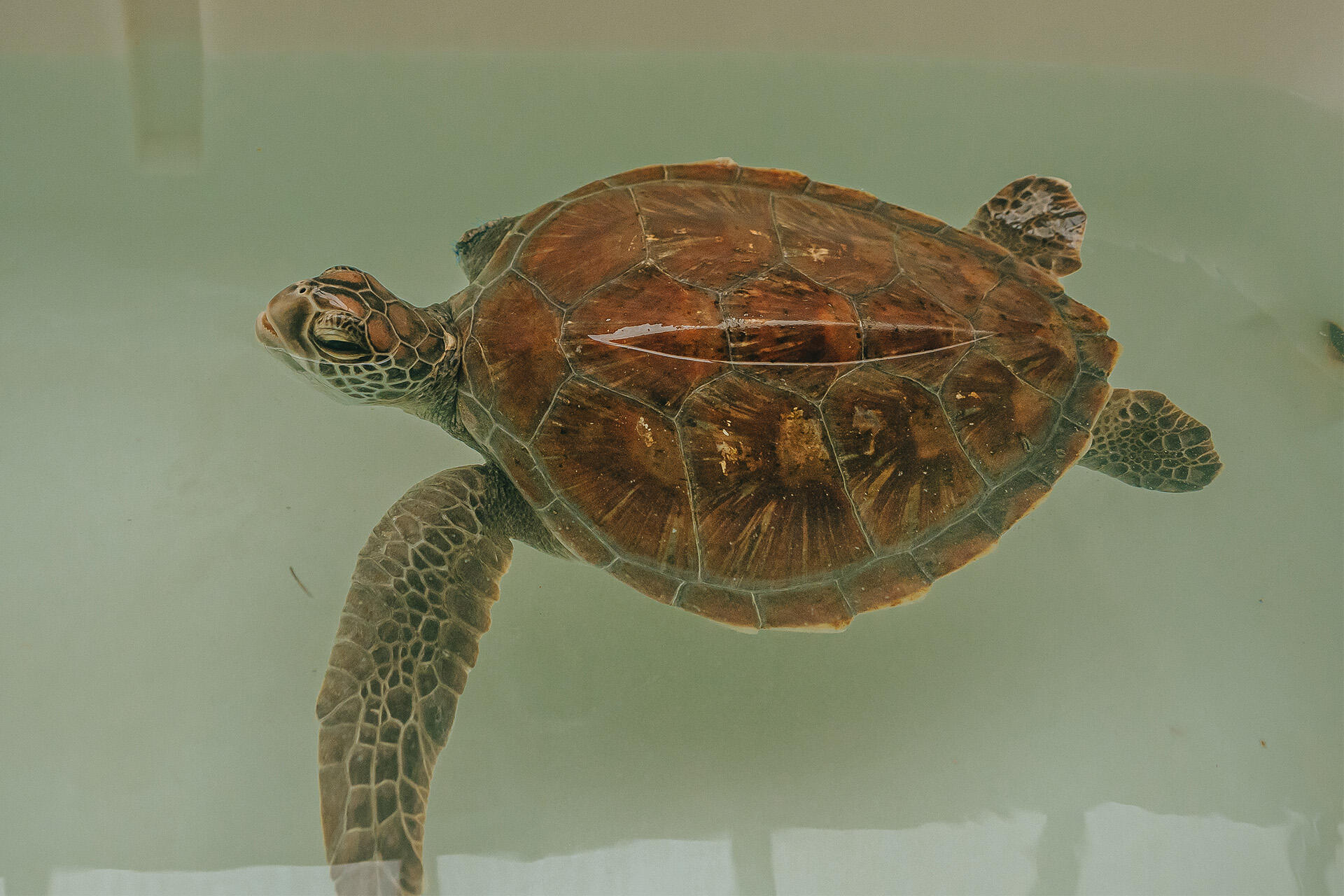 Critically ill sea turtle given second chance at life