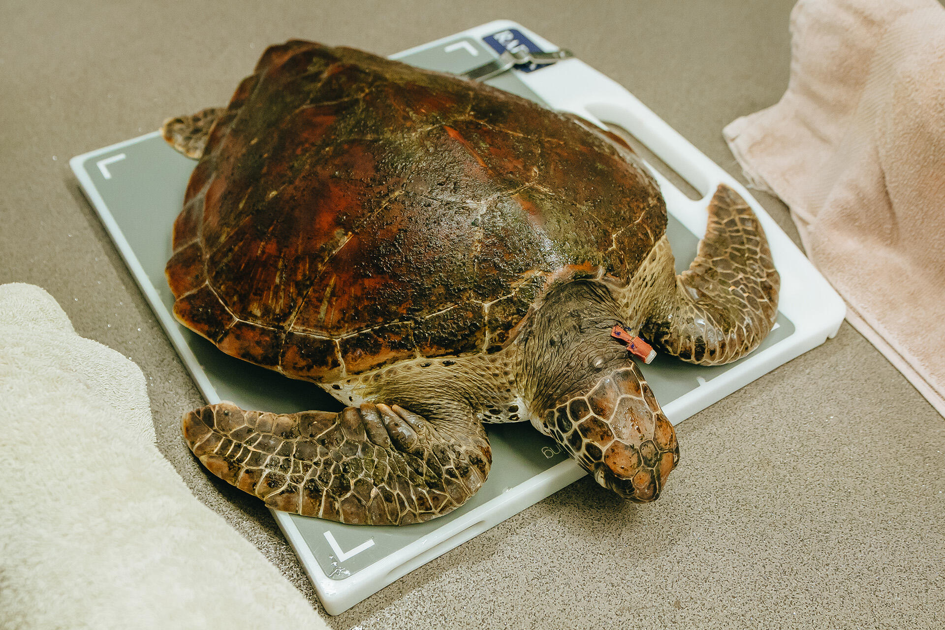 Positive progress for this wild green sea turtle!