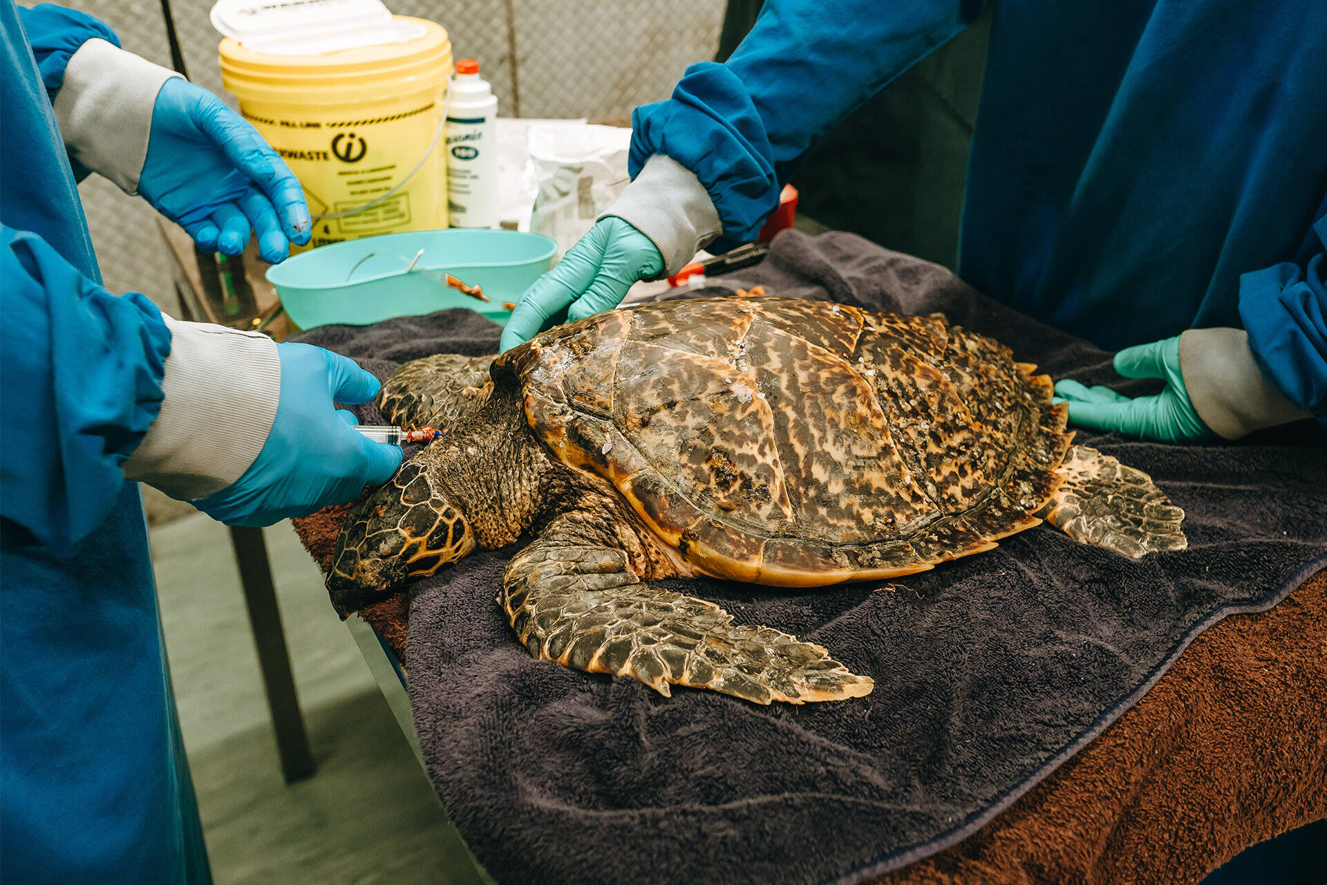 Zoo vet team care for endangered Hawksbill turtle